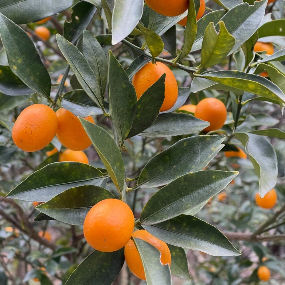 Kumquat Seeds - Verdseeds